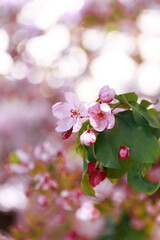Branch of apple tree with pink flowers on background of flowering trees