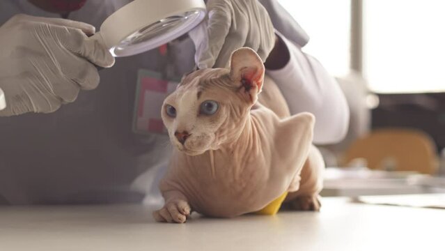 Hairless sphynx elf cat with clear blue eyes sitting on medical table while being examined by female vet with magnifying glass