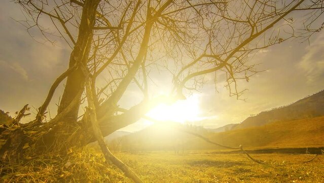 4K UHD time lapse of death tree and drought disaster, dry yellow grass and soil at mountian landscape with clouds and sun rays. Climate change, global warming and ecology problem concept. Horizontal