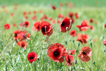 in the meadow - wild poppy flowers - soft focus