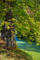 Old trees in the park, castle Wissen, Weeze, Germany
