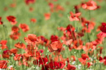 in the meadow - wild poppy flowers - soft focus