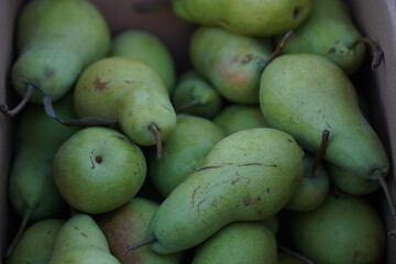 Sale of pears on the market