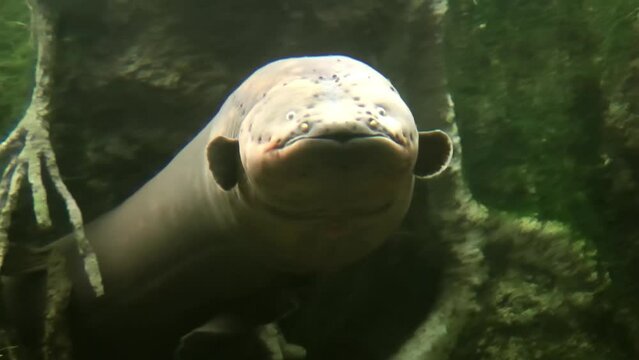 Electric eel in Aquarium, USA
Close up shot of (Electrophorus electricus), 2021
