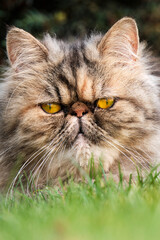 Persian cat staring