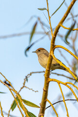 female Eurasian Blackcap perched on a tree branch