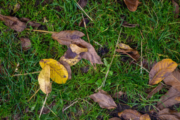 Top view of a green lawn