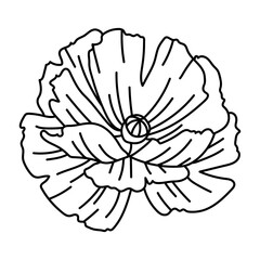 Illustration of poppy flower. Beautiful decorative plant.