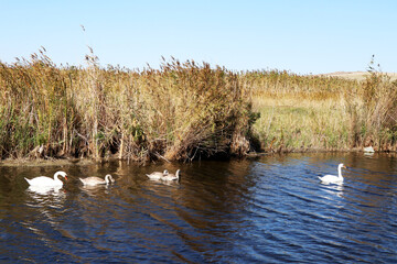 family of swans on a river in wilderness