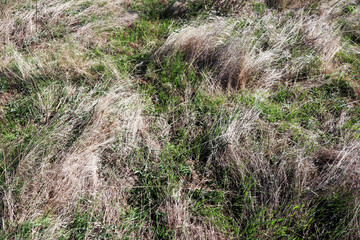 dried and green grass on the ground