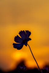 夕焼けに浮かぶコスモス