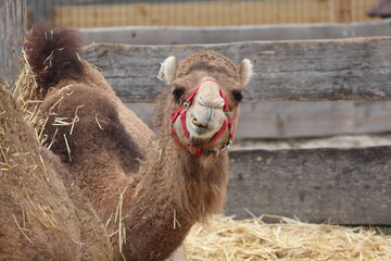 Happy camel
