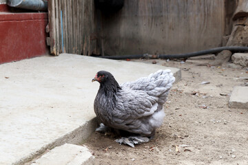 brahma race of grey chicken hen in a countyard free