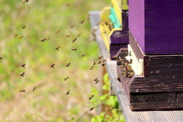 Obraz na płótnie Canvas Working bees
