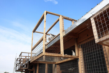 pigeons in an outdoor loft
