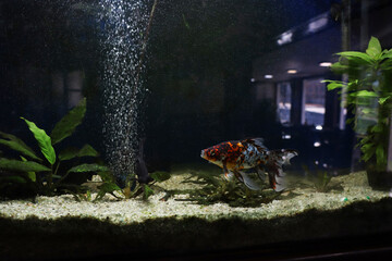 professional aquarium with tropical fish and accessories