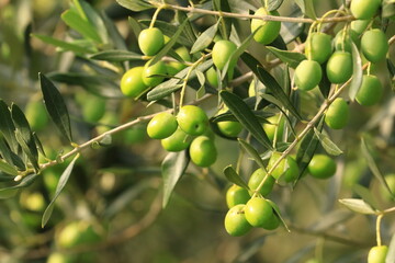 Olives on tree, fresh and healthy fruit, ready for harvest