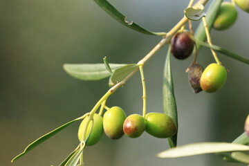 Olives on tree, fresh and healthy fruit, ready for harvest