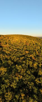 Nature sustainable forest vertical view