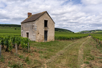 Fototapeta na wymiar Vineyards in Burgundy with Small House
