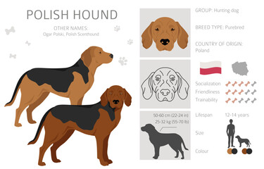 Polish Hound clipart. All coat colors set.  All dog breeds characteristics infographic - obrazy, fototapety, plakaty