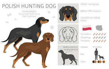 Polish Hunting dog clipart. All coat colors set.  All dog breeds characteristics infographic - obrazy, fototapety, plakaty