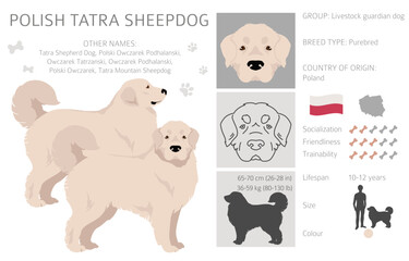 Polish Tatra Sheepdog clipart. All coat colors set.  All dog breeds characteristics infographic - obrazy, fototapety, plakaty