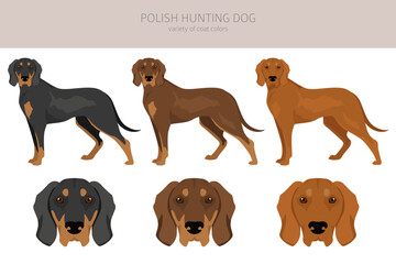 Polish Hunting dog clipart. All coat colors set.  All dog breeds characteristics infographic - obrazy, fototapety, plakaty