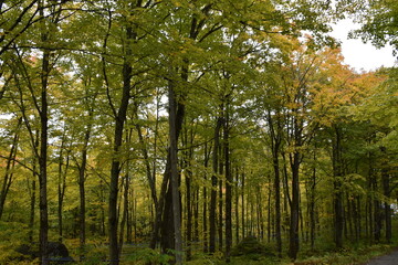 Fototapeta na wymiar A maple forest in summer, Sainte-Apolline, Québec, Canada