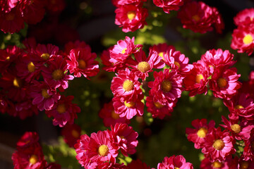 beautiful flowers on a green meadow