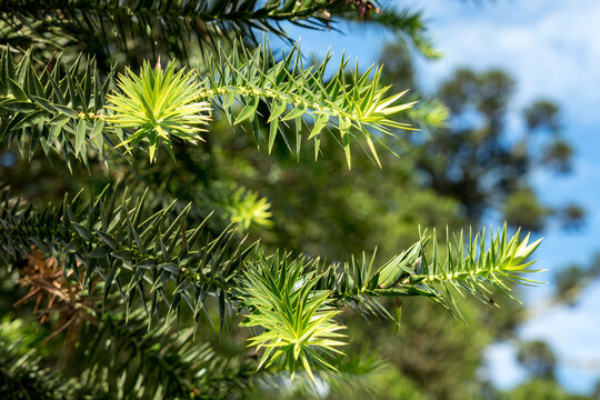 Stems with green, pointed leaves of Araucária Angustifolia, Paraná Pine