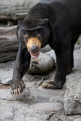 sun bear portrait from high angle