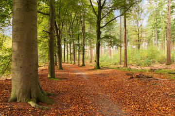 Forest path full of red colored autumn leaves of beech trees.