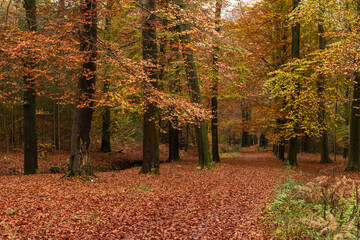 Forest area in autumn with birch trees with red and brown colored leaves.