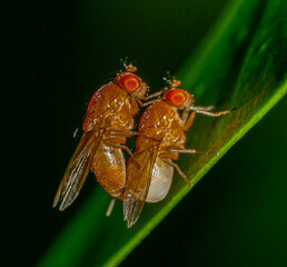 Small insect  live in green leaf  around in the  garden. Macro photography 