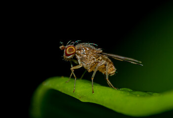 Small insect  live in green leaf  around in the  garden. Macro photography 