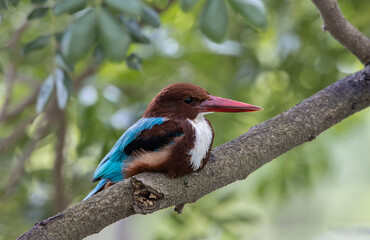 White-throated Kingfisher on the branch tree (Animal Portrait)