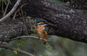 Common Kingfisher on the branch tree.