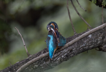 Common Kingfisher on the branch tree.