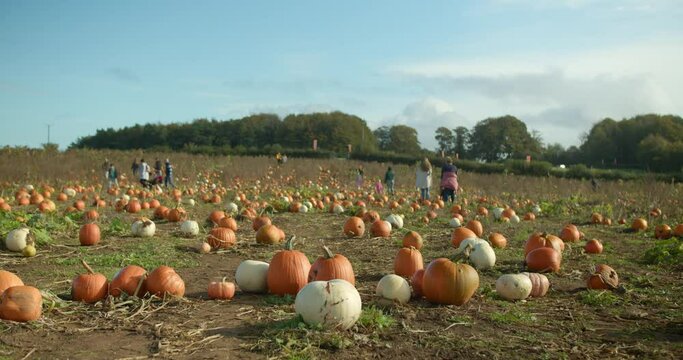 Pumpkin harvest time | Pumpkins farm static shot version 2 | 4k footage
