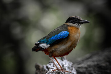 Blue-winged Pitta (Pitta moluccensis) Animal portrait.