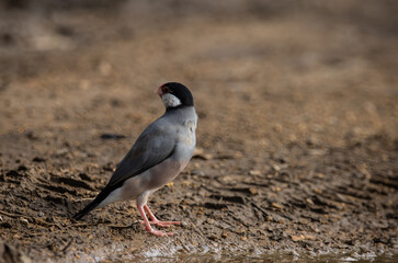 Java sparrow on the ground (Animal Portait)