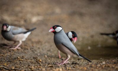 Java sparrow on the ground (Animal Portait)