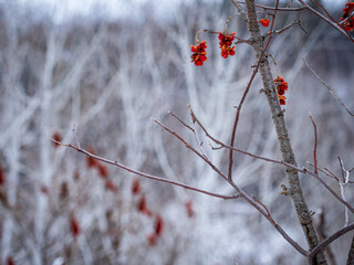 red berries on bare branches in winter