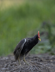 Watercock on the ground ( Animal Portrait )