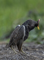 Watercock on the ground ( Animal Portrait )