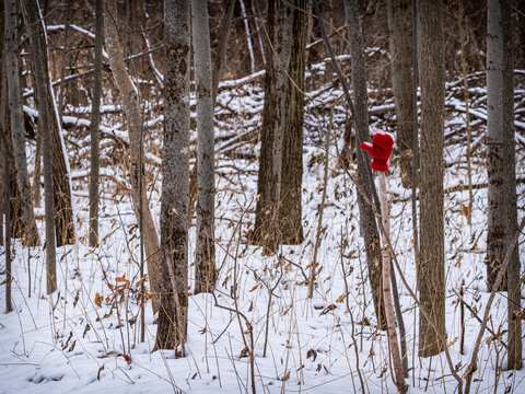 Single Red Mitten Stuck On A Branch In A Forest