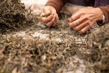 dried green tea leaf. Top tea leaves natural products, are ingredients in making beverages. Selected fresh tea leaves in tea plantations