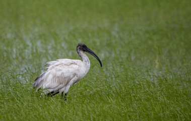 Black-headed ibis on the ground ( Animal Portrait )