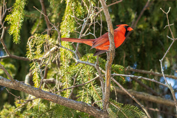 red male cardinal on branch